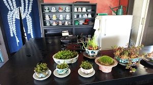 早速、持ち帰り九谷美陶園の喫茶コーナーに植木鉢に入れて飾りました。